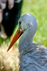 A standing napping white stork