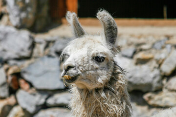 White lama with distorted lower teeth