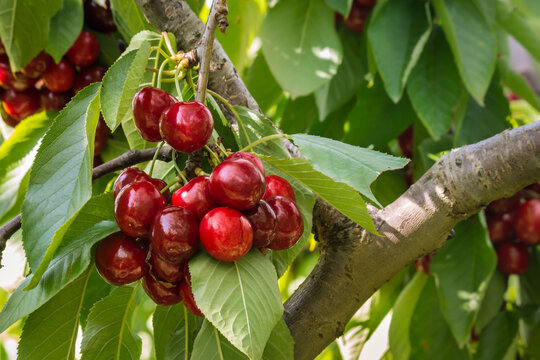 bunch of ripe stella cherries hanging on cherry tree with blurred background and copy space