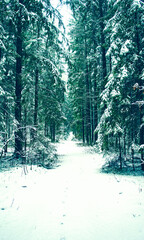 Forest winter landscape with coniferous trees and a path through the forest