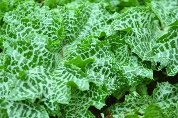 green leaves of a cabbage