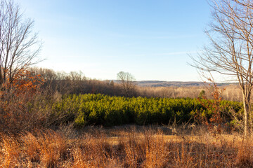 Obraz premium landscape with trees
