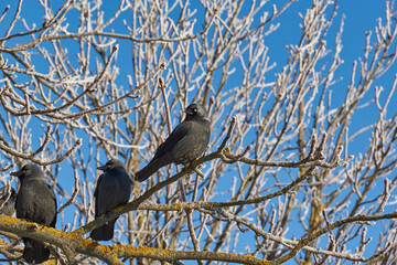 Jackdaw sitting on a branch of chestnut.