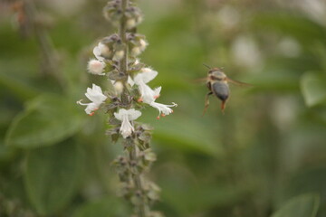 Flor de Manjericão