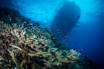Naklejka na ściany i meble Fish swimming above coral reef below 