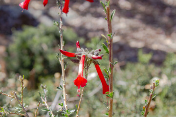 FLOR EL KANTU, FLOR DE LOS INCAS, PERU. © anderson