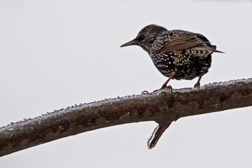 common starling bird perched on branch in winter