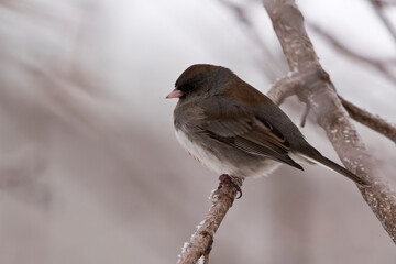 Sparrow perching on branch in winter