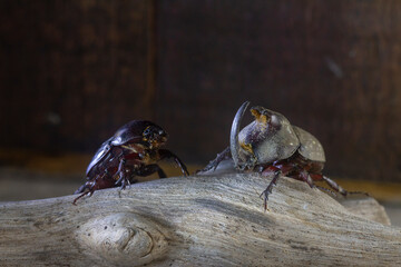 two beetles on the wood