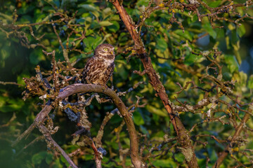 Steinkauz (Athene noctua)