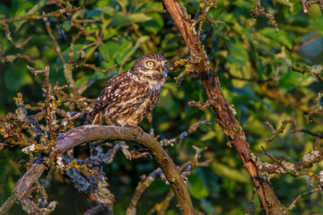 Steinkauz (Athene noctua)