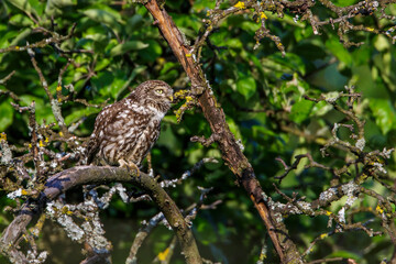 Steinkauz (Athene noctua)