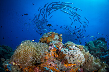 Chevron Barracuda swimming above pristine coral reef in Papua New Guinea