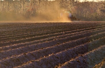 Planting the fields
