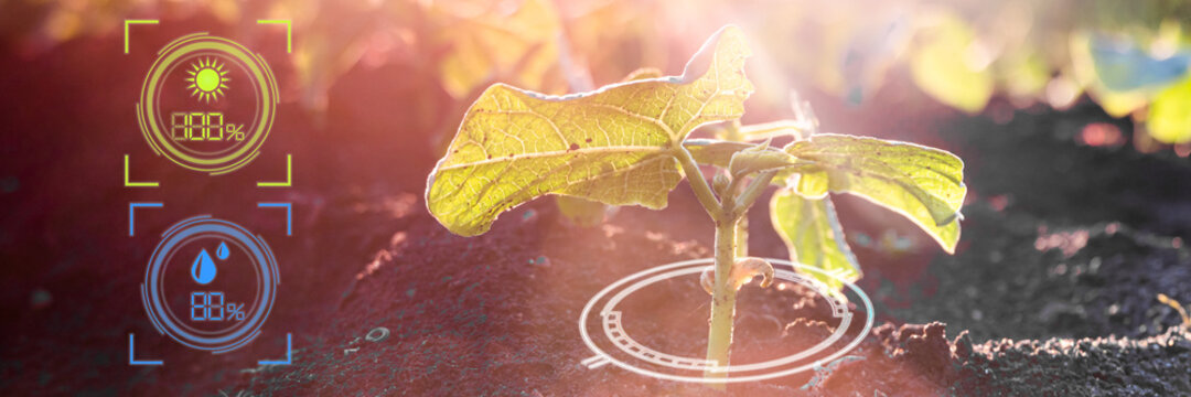 Smart farm digital agriculture technology by futuristic sensor data collection. Growing young green seedling sprout