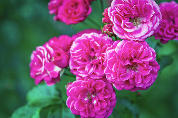 Dark pink Elmshorn rose shrub in bloom - vivid cerise pink flowers against green foliage in early autumn