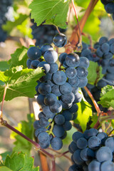 Large bunches of red wine grapes in vineyard.