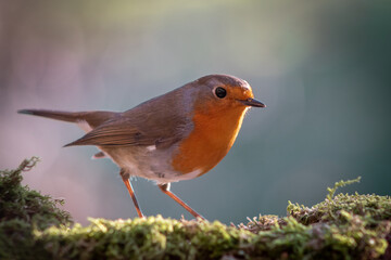A robin is perched on a mossy log.