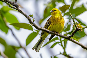 Goldammer (Emberiza citrinella) Männchen