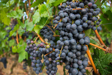 Large bunches of red wine grapes in vineyard.