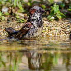 Haussperling (Passer domesticus) Männchen