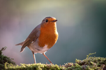 A robin is perched on a mossy log.
