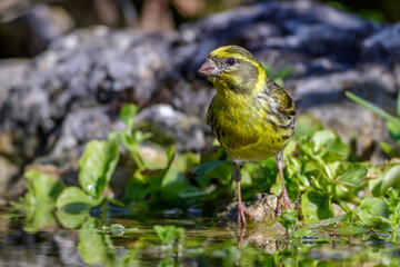 Girlitz (Serinus serinus) Männchen