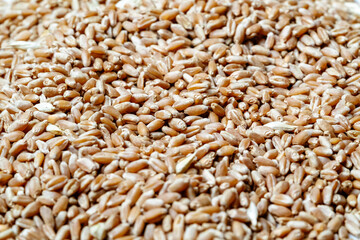 Grains of wheat in closeup