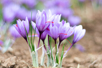 Fototapeta premium purple crocus flowersClose view of saffron flower plant.Saffron flower is one of the most expensive spices in the world and its main source is Iran