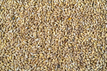 barley grains close up on the table