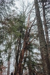 Fototapeta premium the magic of the Carpathian forest