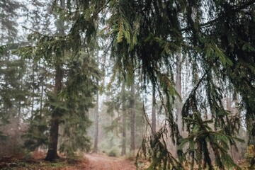 the magic of the Carpathian forest