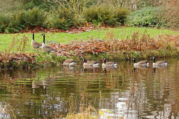 Canadian geese come to the shore of the pond