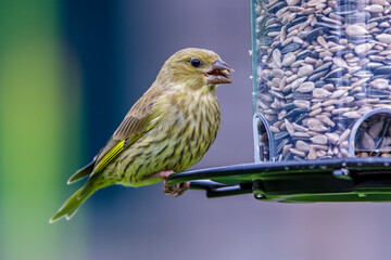 Grünfink (Carduelis chloris)