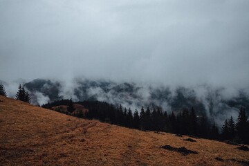 the magic of the Carpathian forest