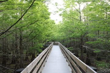 wooden bridge in the forest