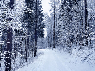 Winter road in the snowy forest