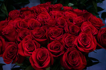 Red roses folded into a large beautiful bouquet