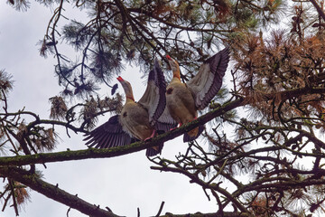 Photo of Nile geese on a pine branch