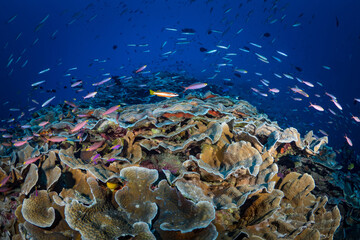 Fototapeta na wymiar Fish swimming above shallow hard coral reef