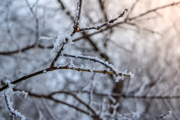 Rime Ice covering tree branch 