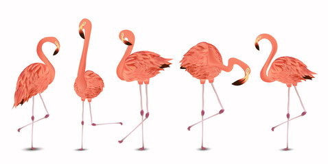 Flamingo pink on white background. Exotic Bird Flamingo. Realistic vector illustration.