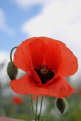 red poppy flower