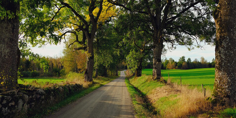 Obraz premium Road in the park