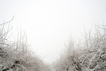 Fruit Trees in Winter Landscape