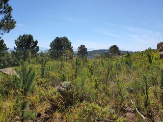 Obraz premium trees on the hill