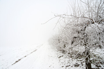 Trees in  Snowy Winter Landscape