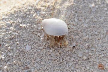 Paguro sulla spiaggia
