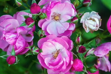 Pink-white rose flowers and buds in rosary, closeup shot (Rosa Angela by Kordes)