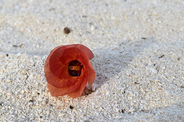 Fiore rosso Maldive